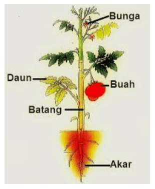 Detail Gambar Bagian Tanaman Nomer 25