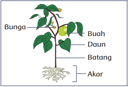 Detail Gambar Bagian Tanaman Nomer 27