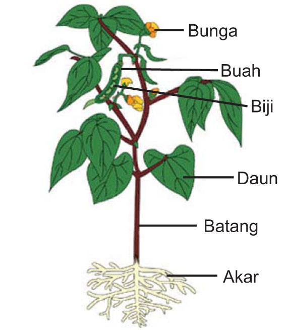 Detail Gambar Bagian Tanaman Nomer 34