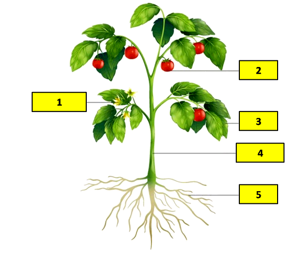 Detail Gambar Bagian Tanaman Nomer 9