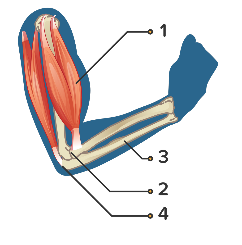 Detail Gambar Bagian Tangan Nomer 37