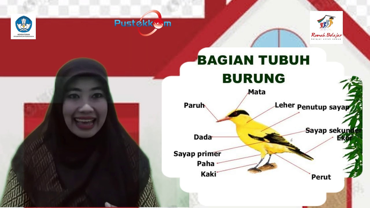 Detail Gambar Bagian Tubuh Burung Merpati Nomer 25