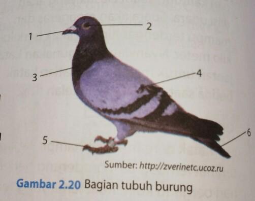 Detail Gambar Bagian Tubuh Burung Merpati Nomer 4