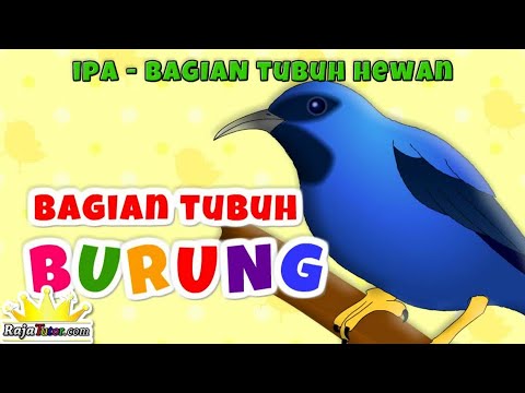 Detail Gambar Bagian Tubuh Burung Merpati Nomer 28