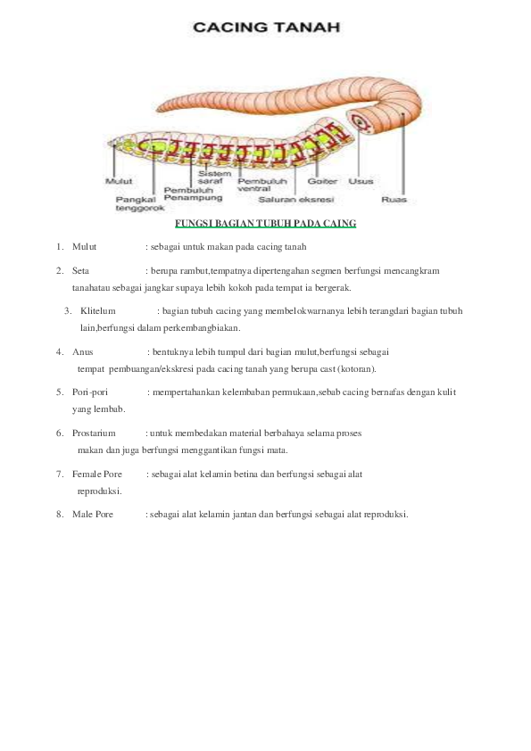 Detail Gambar Bagian Tubuh Cacing Tanah Nomer 9