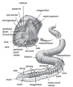Detail Gambar Bagian Tubuh Cacing Tanah Nomer 11