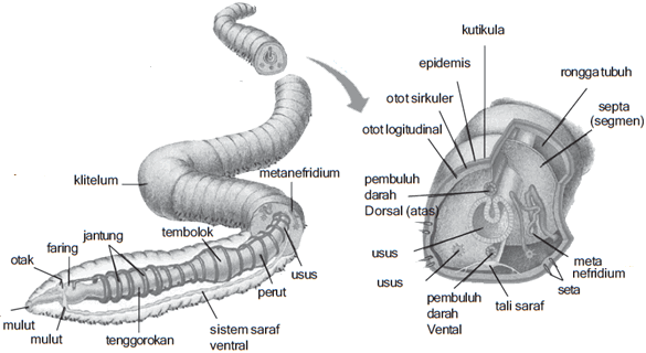 Detail Gambar Bagian Tubuh Cacing Tanah Nomer 12