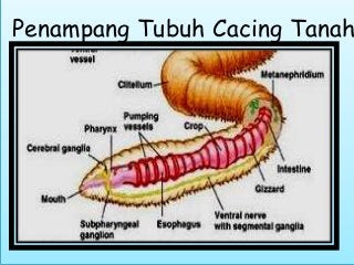 Detail Gambar Bagian Tubuh Cacing Tanah Nomer 15