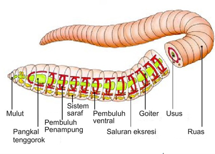 Detail Gambar Bagian Tubuh Cacing Tanah Nomer 3