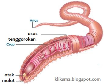 Detail Gambar Bagian Tubuh Cacing Tanah Nomer 22