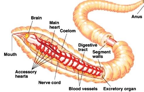 Detail Gambar Bagian Tubuh Cacing Tanah Nomer 4