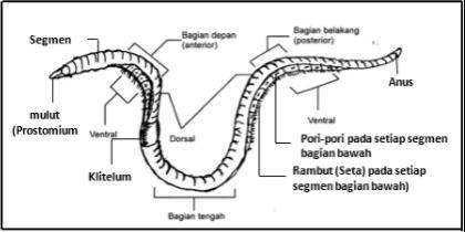 Detail Gambar Bagian Tubuh Cacing Tanah Nomer 35