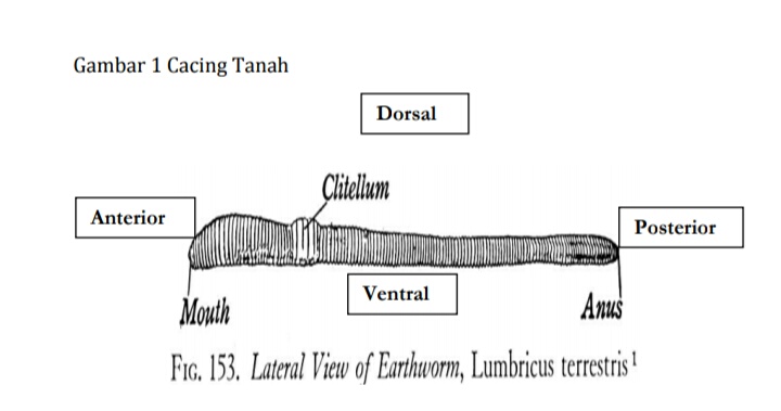 Detail Gambar Bagian Tubuh Cacing Tanah Nomer 36