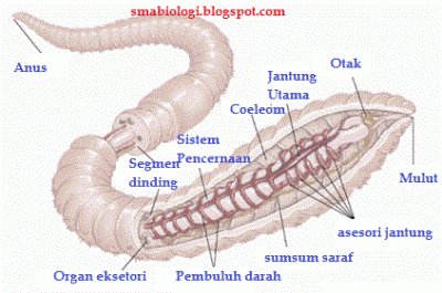 Detail Gambar Bagian Tubuh Cacing Tanah Nomer 38