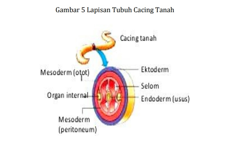 Detail Gambar Bagian Tubuh Cacing Tanah Nomer 41