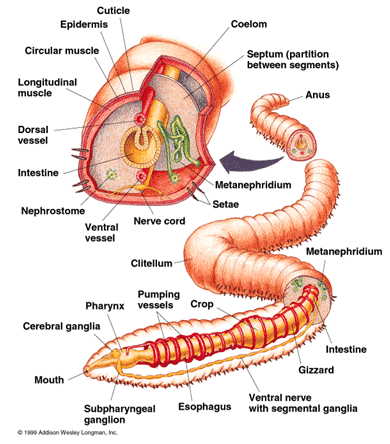 Detail Gambar Bagian Tubuh Cacing Tanah Nomer 46