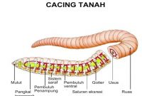 Detail Gambar Bagian Tubuh Cacing Tanah Nomer 7