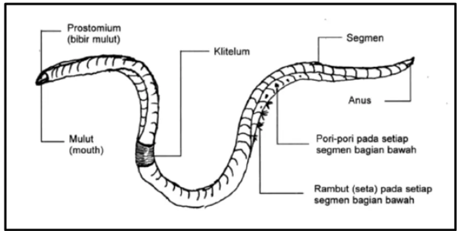 Detail Gambar Bagian Tubuh Cacing Tanah Nomer 8