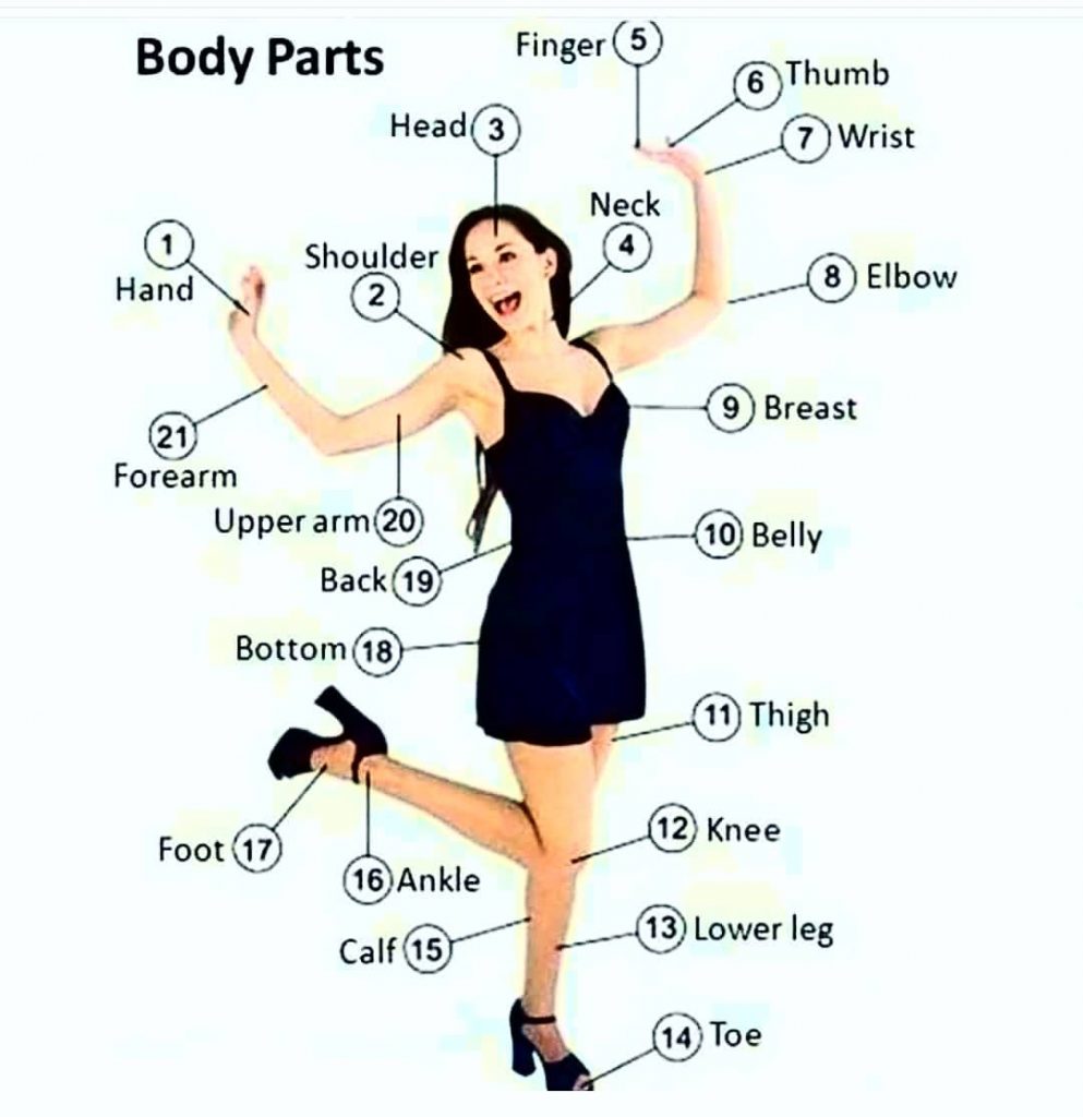 Detail Gambar Bagian Tubuh Dalam Bahasa Inggris Nomer 19