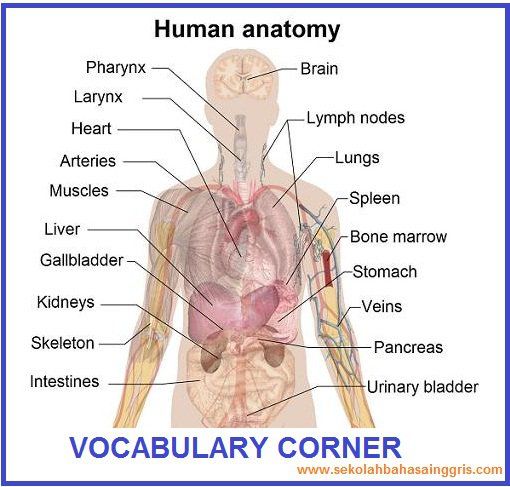 Detail Gambar Bagian Tubuh Dalam Bahasa Inggris Nomer 22
