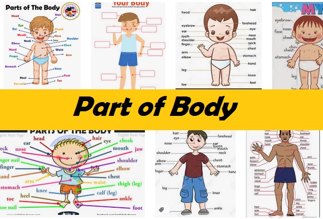 Detail Gambar Bagian Tubuh Dalam Bahasa Inggris Nomer 23