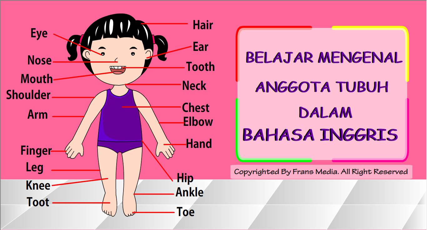 Detail Gambar Bagian Tubuh Dalam Bahasa Inggris Nomer 33