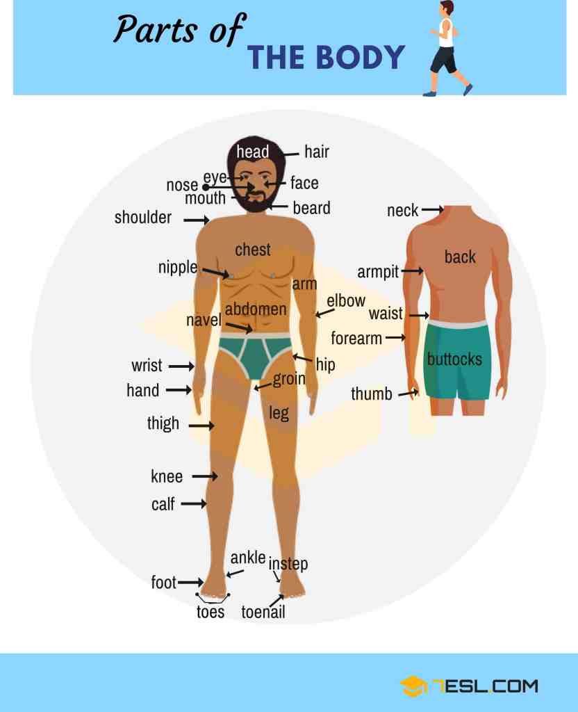 Detail Gambar Bagian Tubuh Dalam Bahasa Inggris Nomer 5