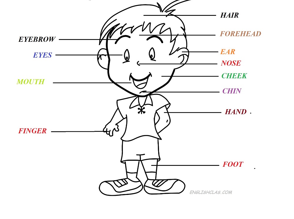 Detail Gambar Bagian Tubuh Dalam Bahasa Inggris Nomer 44