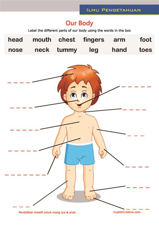 Detail Gambar Bagian Tubuh Dalam Bahasa Inggris Nomer 55