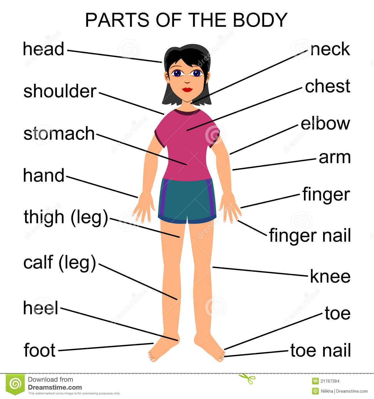 Detail Gambar Bagian Tubuh Dalam Bahasa Inggris Nomer 8