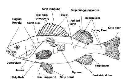 Detail Gambar Bagian Tubuh Ikan Nomer 13