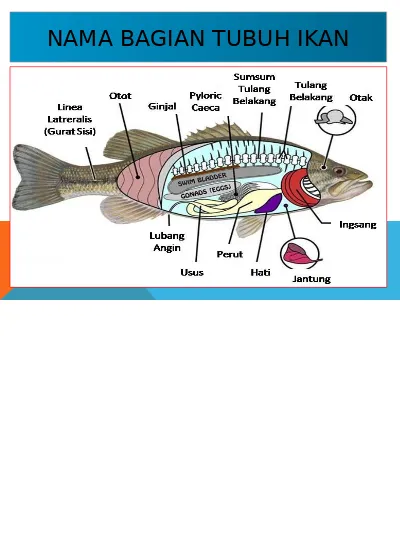 Detail Gambar Bagian Tubuh Ikan Nomer 15