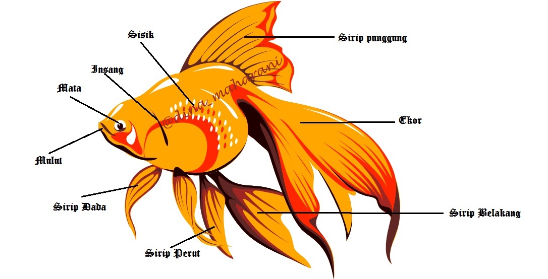 Detail Gambar Bagian Tubuh Ikan Nomer 21