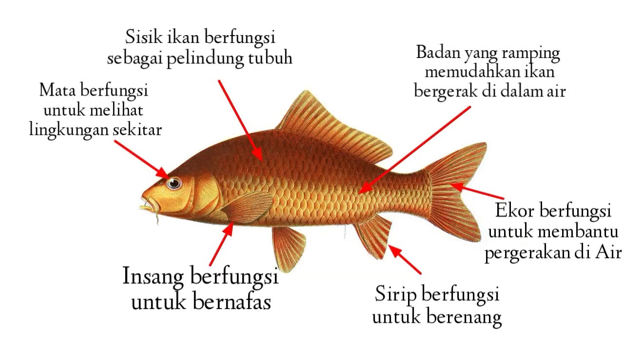 Detail Gambar Bagian Tubuh Ikan Nomer 23