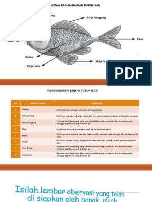 Detail Gambar Bagian Tubuh Ikan Nomer 24