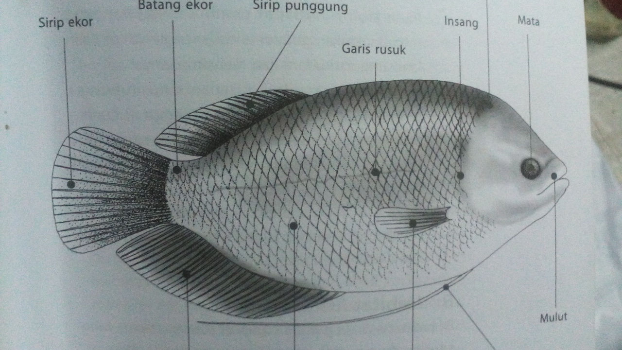 Detail Gambar Bagian Tubuh Ikan Nomer 35
