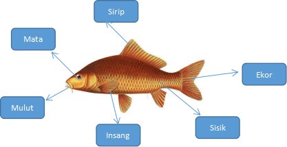 Detail Gambar Bagian Tubuh Ikan Nomer 45