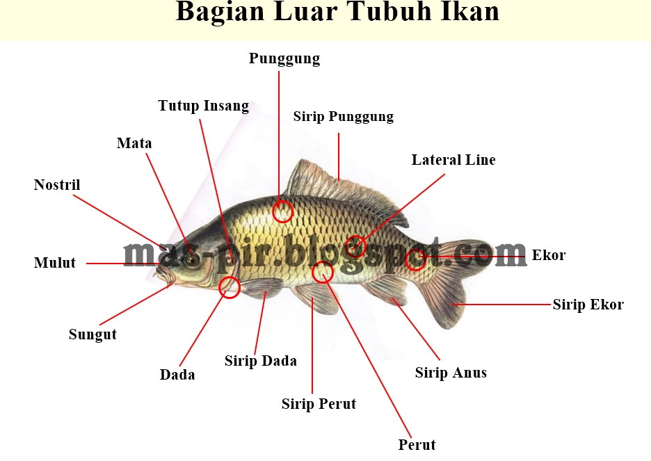 Detail Gambar Bagian Tubuh Ikan Nomer 6