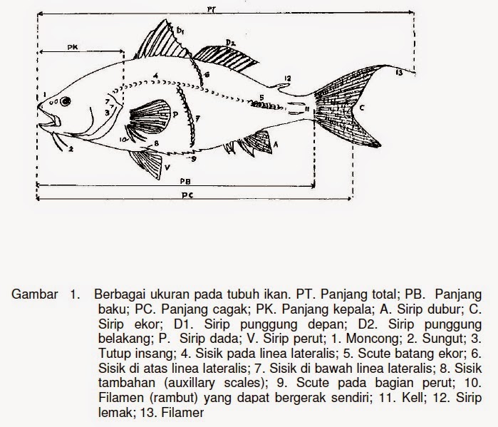 Detail Gambar Bagian Tubuh Ikan Nomer 51