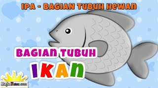 Detail Gambar Bagian Tubuh Ikan Nomer 54