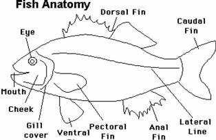 Detail Gambar Bagian Tubuh Ikan Nomer 58