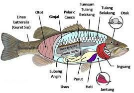 Detail Gambar Bagian Tubuh Ikan Nomer 7