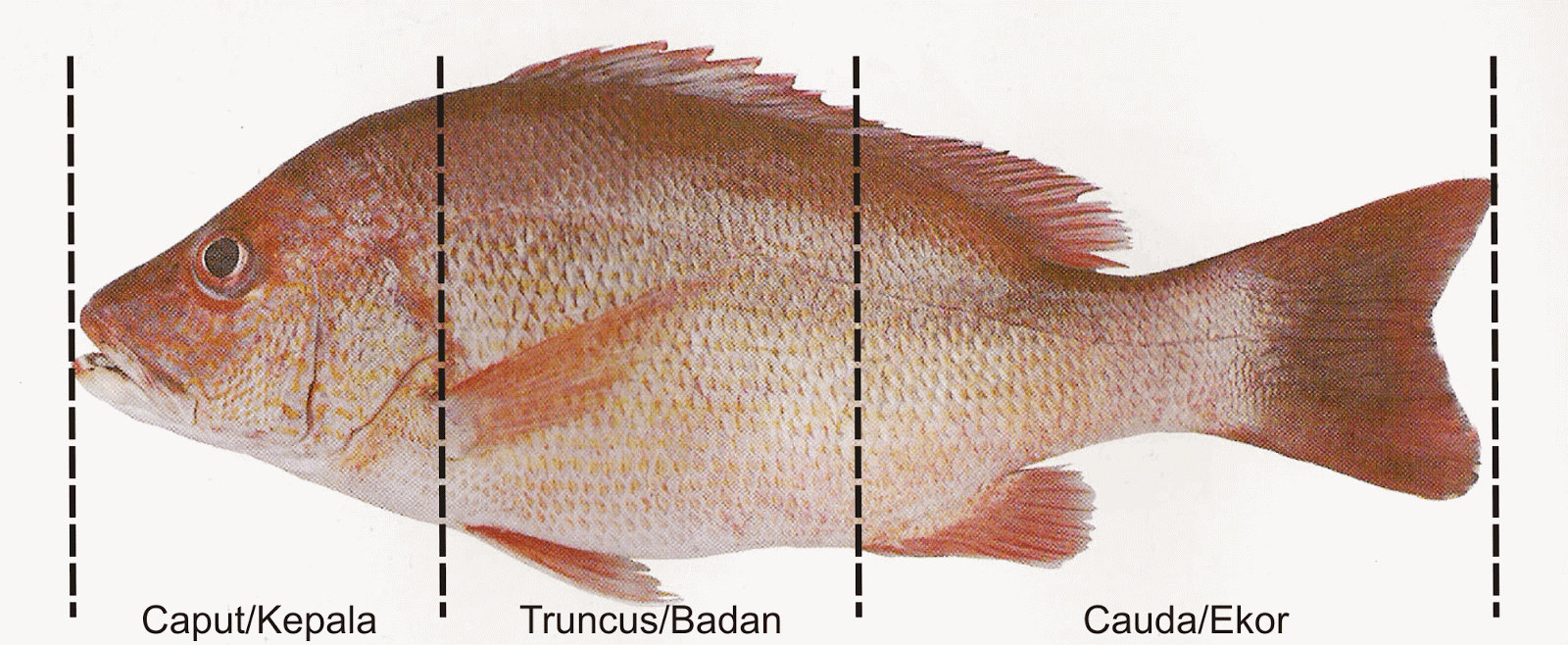 Detail Gambar Bagian Tubuh Ikan Nomer 8