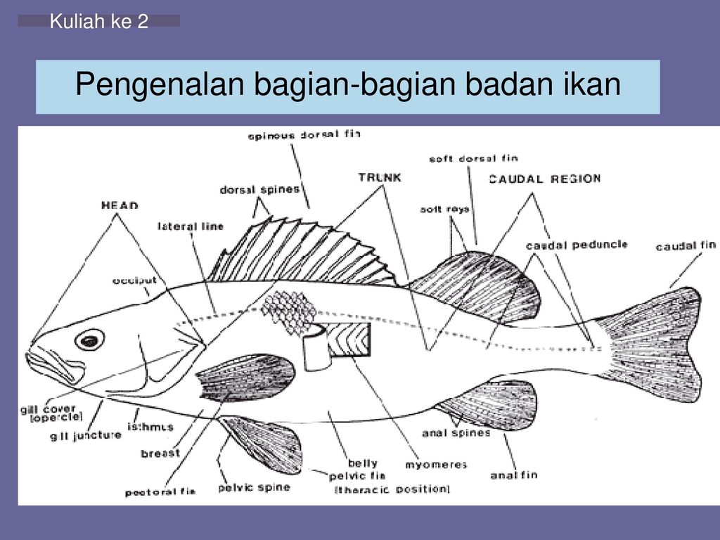 Detail Gambar Bagian Tubuh Ikan Nomer 9