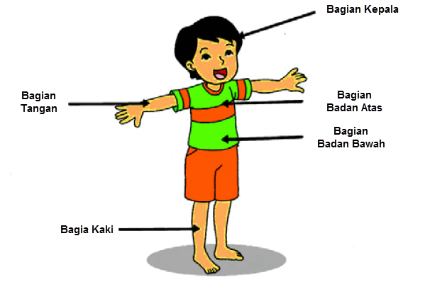 Detail Gambar Bagian Tubuh Kartun Nomer 11