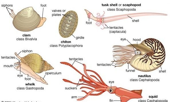 Gambar Bagian Tubuh Mollusca - KibrisPDR