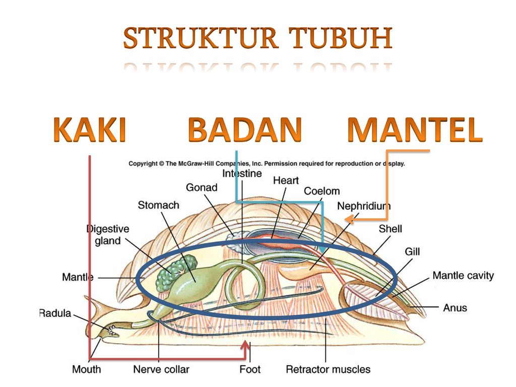 Detail Gambar Bagian Tubuh Mollusca Nomer 2