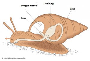 Detail Gambar Bagian Tubuh Mollusca Nomer 10