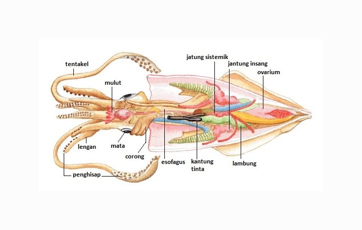 Detail Gambar Bagian Tubuh Mollusca Nomer 12