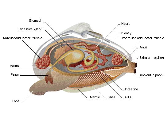 Detail Gambar Bagian Tubuh Mollusca Nomer 13